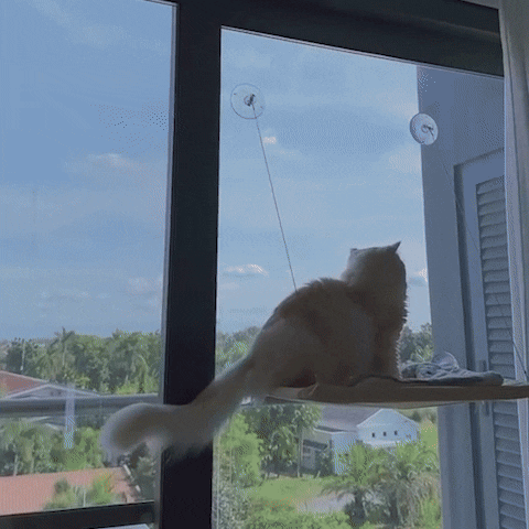Hamac pour chat fenĂȘtre