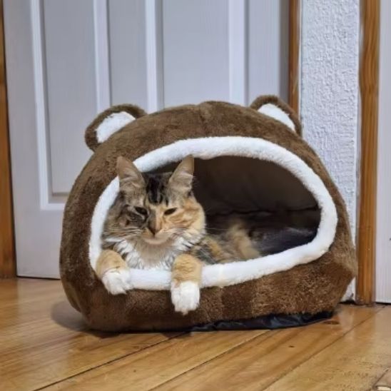 Maison chat refuge